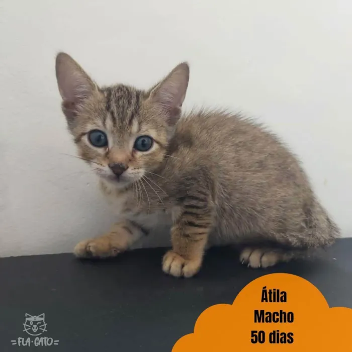 Gato ra a SRD idade Abaixo de 2 meses nome Bebês tigradinhos