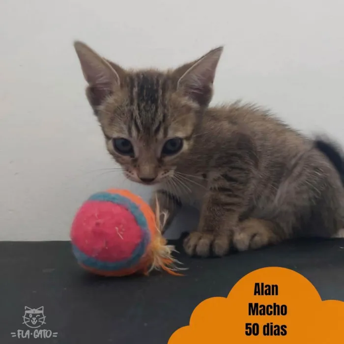 Gato ra a SRD idade Abaixo de 2 meses nome Bebês tigradinhos