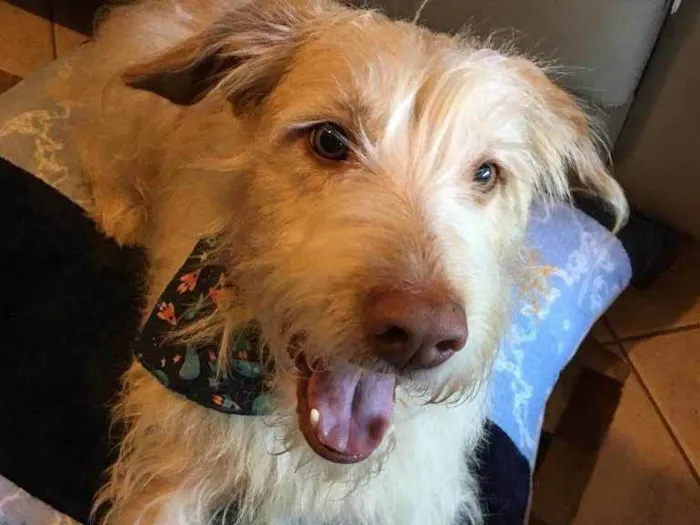 Cachorro ra a não definida idade 4 anos nome Alemão