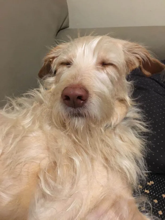 Cachorro ra a não definida idade 4 anos nome Alemão