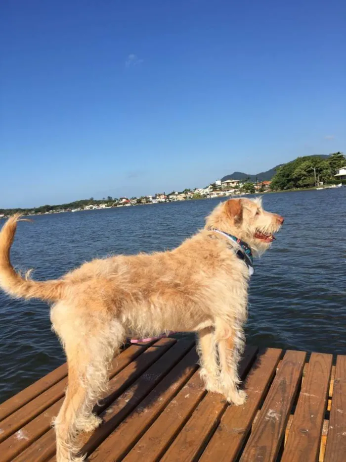 Cachorro ra a não definida idade 4 anos nome Alemão