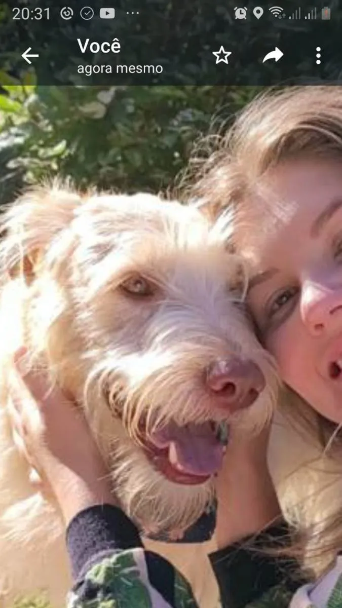 Cachorro ra a não definida idade 4 anos nome Alemão