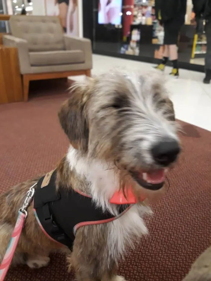 Cachorro ra a sem raça definida idade 2 anos nome Jujuba