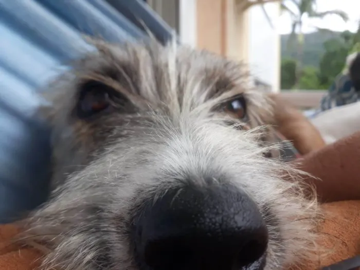Cachorro ra a sem raça definida idade 2 anos nome Jujuba