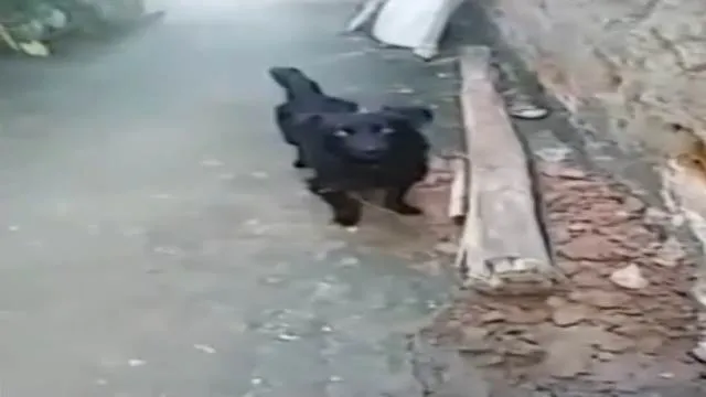Cachorro ra a belga idade 1 ano nome bob