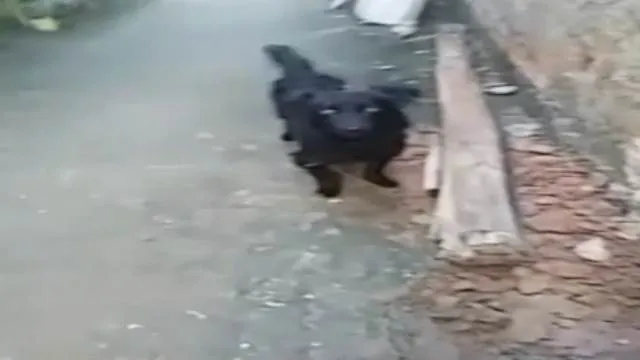Cachorro ra a belga idade 1 ano nome bob