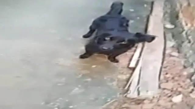 Cachorro ra a belga idade 1 ano nome bob