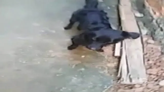 Cachorro ra a belga idade 1 ano nome bob