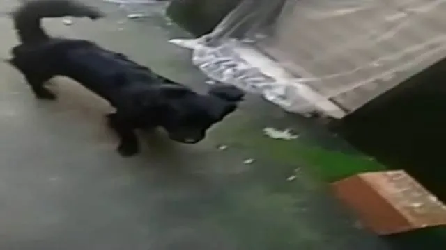 Cachorro ra a belga idade 1 ano nome bob