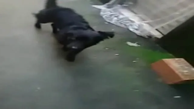Cachorro ra a belga idade 1 ano nome bob