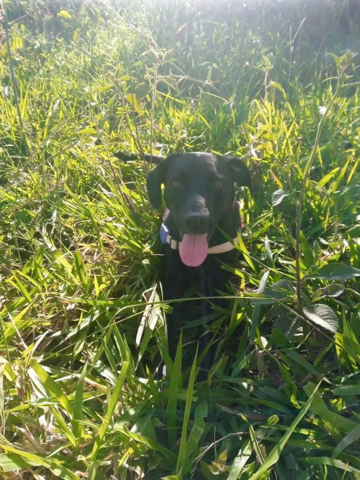 Cachorro ra a Mistura de Dálmata com Labrado idade 1 ano nome Lua