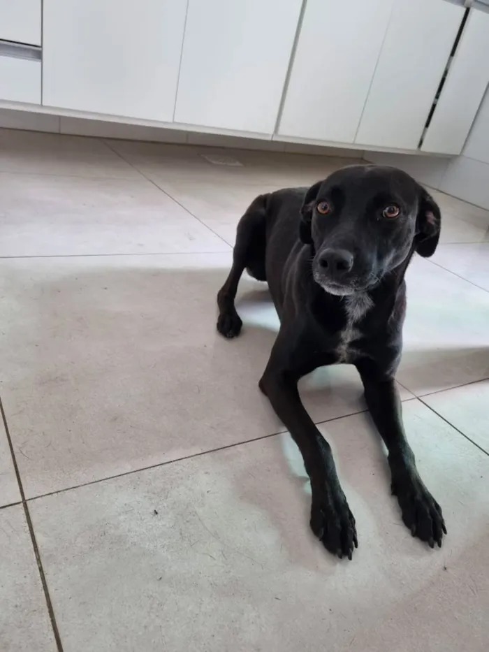 Cachorro ra a Mistura de Dálmata com Labrado idade 1 ano nome Lua