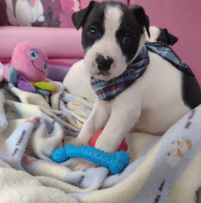 Cachorro ra a Linda idade Abaixo de 2 meses nome Alecrim