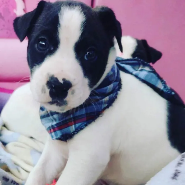 Cachorro ra a Linda idade Abaixo de 2 meses nome Alecrim