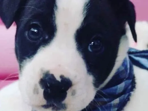 Cachorro ra a Linda idade Abaixo de 2 meses nome Alecrim