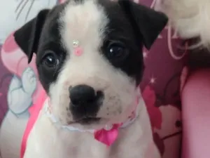 Cachorro raça Fofinha idade Abaixo de 2 meses nome Salsinha