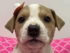 Cachorro raça Fofa idade Abaixo de 2 meses nome Páprica 