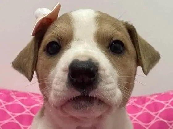 Cachorro ra a Fofa idade Abaixo de 2 meses nome Páprica 