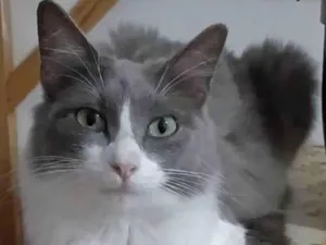 Gato raça Srd idade 7 a 11 meses nome Serena