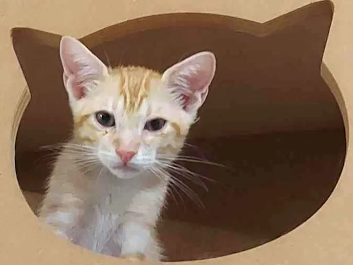 Gato raça Sem raça definida  idade 2 a 6 meses nome Zeus