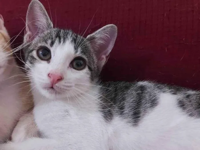 Gato raça Sem raça definida  idade 2 a 6 meses nome Milla - CASTRADA