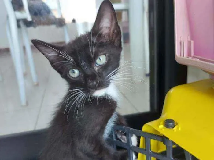 Gato raça Sem raça definida  idade 2 a 6 meses nome Meg - CASTRADA