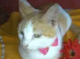 Susi