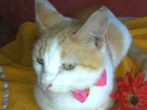 Gato raça Diferente idade 1 ano nome Susi