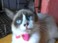 Fofinha