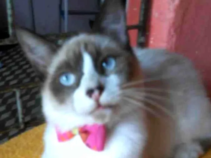 Gato ra a Diferente idade 2 a 6 meses nome Fofinha