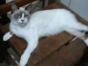 Gato raça Diferente idade 2 a 6 meses nome Fofinha