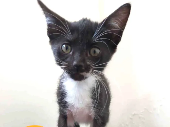 Gato ra a SRD idade Abaixo de 2 meses nome Nicolau