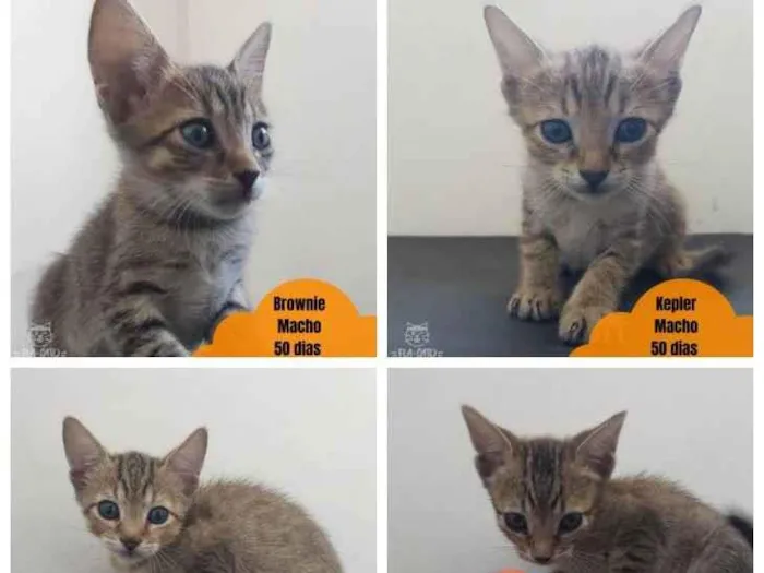Gato ra a SRD idade Abaixo de 2 meses nome Bebês tigradinhos