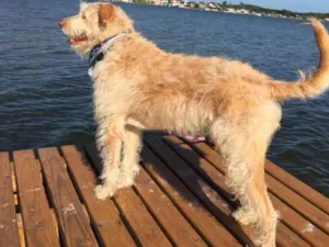 Cachorro raça não definida idade 4 anos nome Alemão