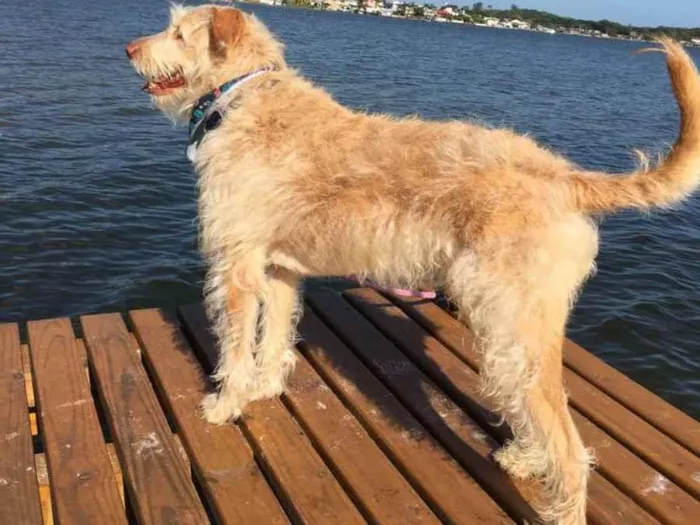 Cachorro ra a não definida idade 4 anos nome Alemão