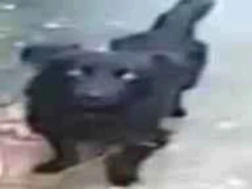 Cachorro ra a belga idade 1 ano nome bob
