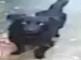 bob