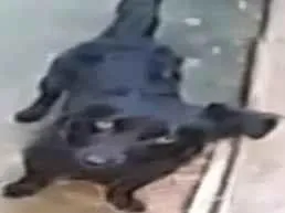 Cachorro ra a belga idade 1 ano nome bob
