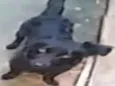 bob