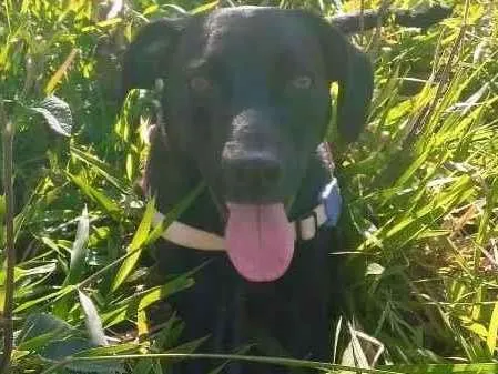 Cachorro ra a Mistura de Dálmata com Labrado idade 1 ano nome Lua