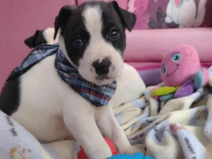 Cachorro ra a Linda idade Abaixo de 2 meses nome Alecrim