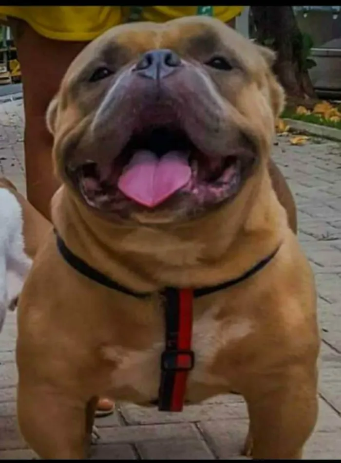 Cachorro raça American Bully idade 4 anos nome Thanos