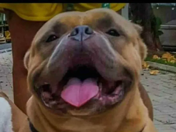 Cachorro raça American Bully idade 4 anos nome Thanos