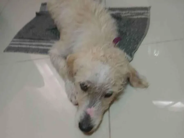 Cachorro ra a Poddle raciado idade 2 anos nome Boteco