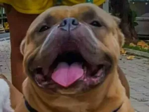 Cachorro raça American Bully idade 4 anos nome Thanos