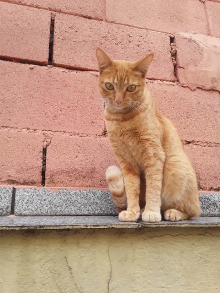 Gato raça Srd idade 1 ano nome Nina