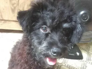 Cachorro raça poodle toy idade 3 anos nome Pepi