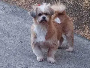 Cachorro raça Ilhasa apso idade 5 anos nome Nina 