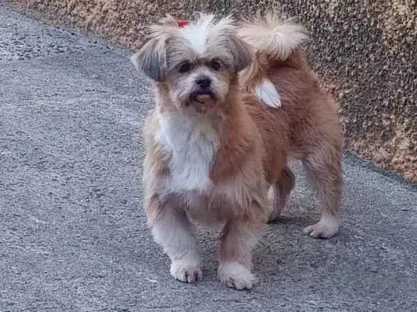 Cachorro raça Ilhasa apso idade 5 anos nome Nina 