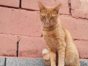 Gato raça Srd idade 1 ano nome Nina